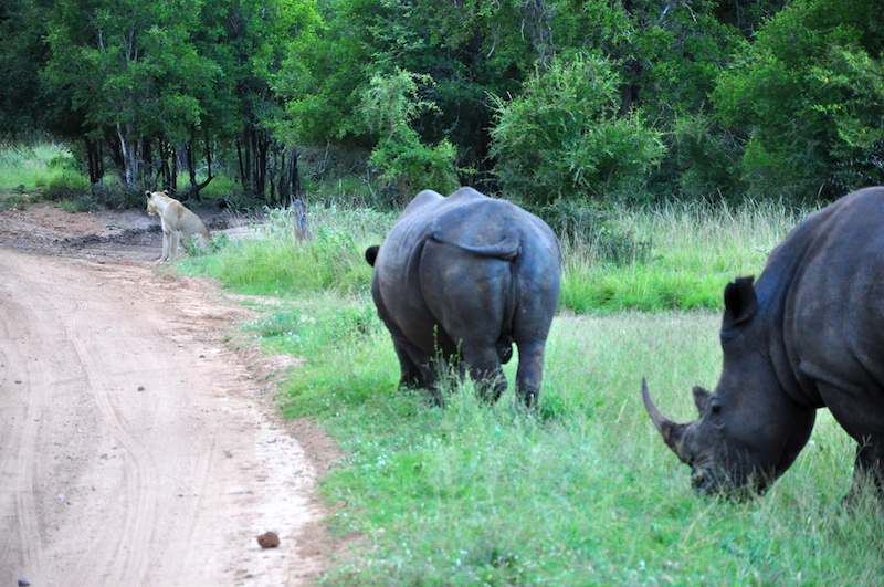Melanie Heinrich - travel images - Lion Sands Private game reserver Hazyview